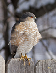 Sharp shinned Hawk 6895
